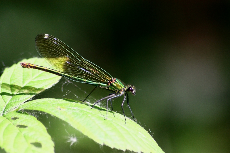 Calopteryx ID?